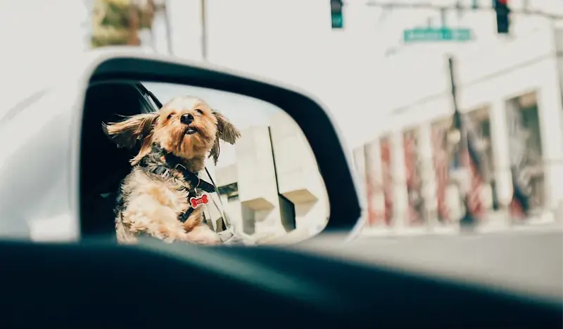Viajar en Cabify o Uber Pet Friendly